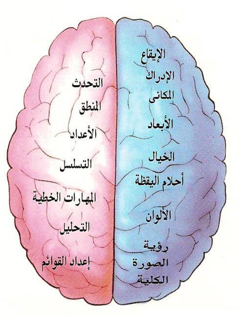 Compare the right and left hemispheres of the brain in terms of way of thinking